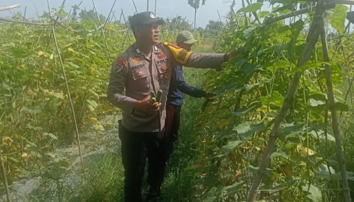 Polsek Rengat Barat Melalui Babinkamtibmas monitoring Kelahan Pekarangan pangan Bergizi P2B