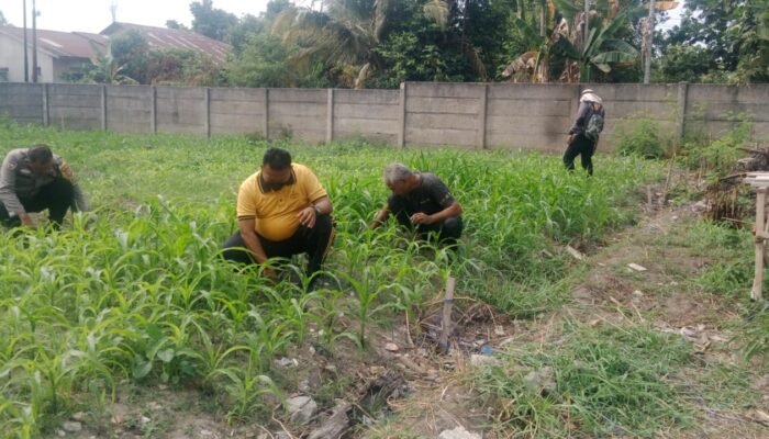 Polresta Pekanbaru Dorong Swasembada Pangan, Personel Polsek Binawidya Aktif Rawat Tanaman Jagung