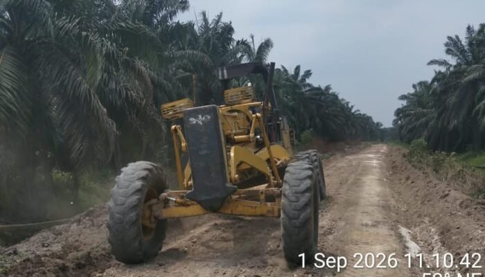 PT PAS Mitra Agrinas Intensifkan Perawatan Jalan Kebun, Dukung Kelancaran Produksi TBS  ‎