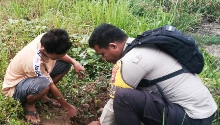 Tanam Pohon Trembesi di Sungai Bakau, Polsek Sinaboi Gencarkan Green Policing