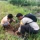 Tanam Pohon Trembesi di Sungai Bakau, Polsek Sinaboi Gencarkan Green Policing