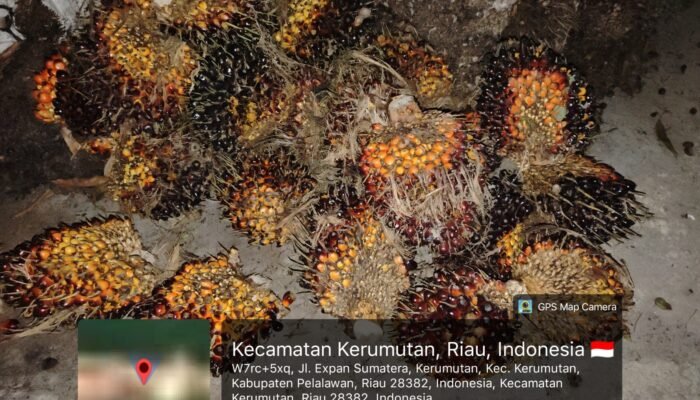 Panen Liar di Blok 28! Security PT SLS Bekuk Pencuri 23 Tandan Sawit, Rugi Rp720 Ribu