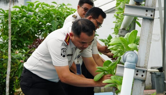 Perkuat Ketahanan Pangan, Rutan Dumai Kembali Panen Sayur Pakcoy dan Kangkung