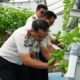 Perkuat Ketahanan Pangan, Rutan Dumai Kembali Panen Sayur Pakcoy dan Kangkung