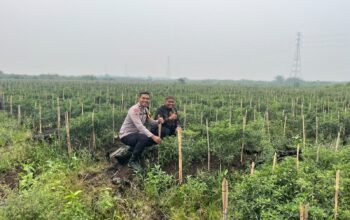 Dukung Program Ketahanan Pangan, Polsek Kuala Cenaku Dampingi Petani Cabai