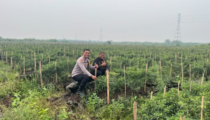 Dukung Program Ketahanan Pangan, Polsek Kuala Cenaku Dampingi Petani Cabai