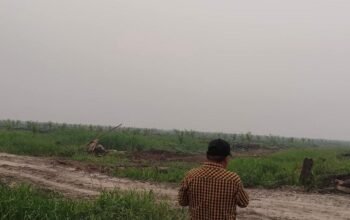 Lebih dari 150 Hektare Kebun Sawit Warga di Sungai Raya Dirusak Ando, Polisi Diminta Segera Tangkap Pelaku  ‎