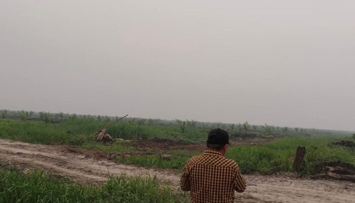 Lebih dari 150 Hektare Kebun Sawit Warga di Sungai Raya Dirusak Ando, Polisi Diminta Segera Tangkap Pelaku  ‎