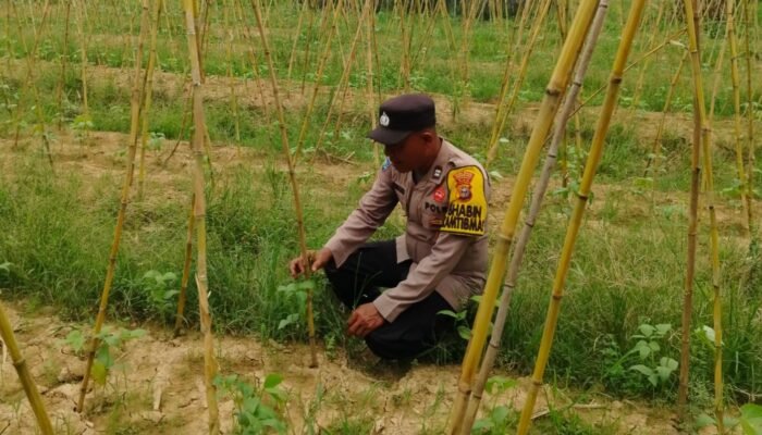 Kapolsek Kuala Cenaku IPTU Dahniel S Panjaitan Dukung Ketahanan Pangan Nasional
