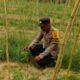 Kapolsek Kuala Cenaku IPTU Dahniel S Panjaitan Dukung Ketahanan Pangan Nasional