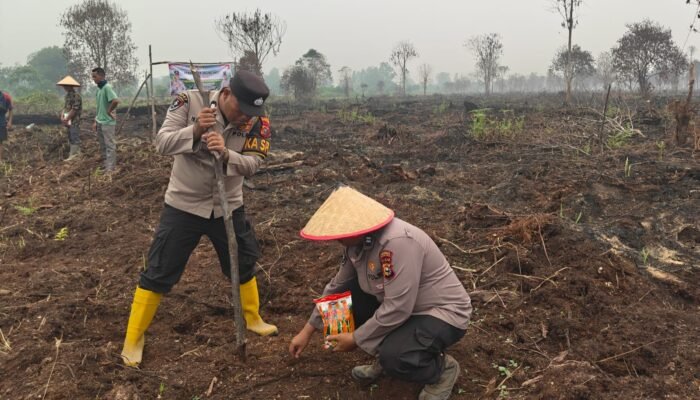 Wujud Nyata Polri Dukung Ketahanan Pangan, Polsek Kuala Cenaku Tanam Jagung Pipil Hibrida 1 Ha Bersama Poktan Hutan Berkat Usaha di Dusun Manunggal Tanjung Sari