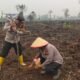 Wujud Nyata Polri Dukung Ketahanan Pangan, Polsek Kuala Cenaku Tanam Jagung Pipil Hibrida 1 Ha Bersama Poktan Hutan Berkat Usaha di Dusun Manunggal Tanjung Sari