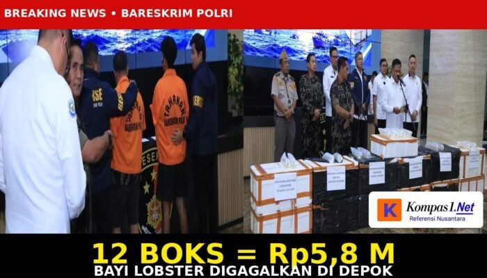 Bareskrim Gagalkan Penyelundupan 12 Boks Benih Lobster Rp5,8 Miliar di Depok, Bongkar Jaringan Internasional