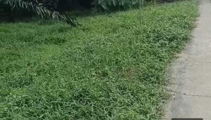 Pencurian Kabel Listrik 400 Meter di Junjangan Parit 9 Batang Tuaka Tidak Benar, Kabel Masih Hidup dan Terpasang Utuh