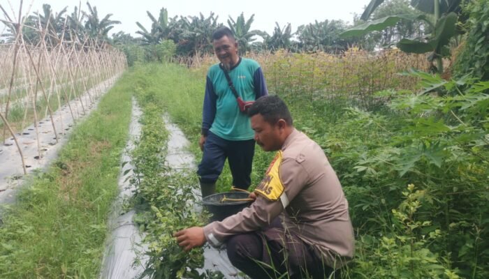 Dukung Asta Cita Presiden, Bhabinkamtibmas Polsek Kuala Cenaku Sambangi Petani Cabe