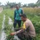 Dukung Asta Cita Presiden, Bhabinkamtibmas Polsek Kuala Cenaku Sambangi Petani Cabe